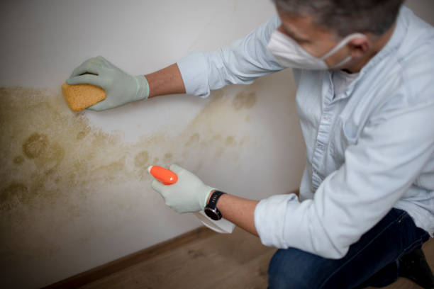 Best Fast Mold Removal  in Lake Holiday, IL